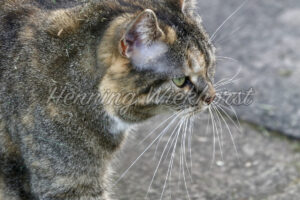 Katze auf der Pirsch