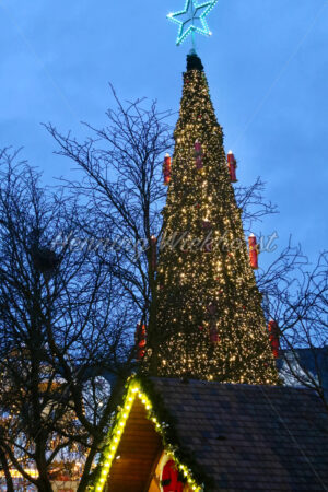 Abendlicher Baum auf dem Weihnachtsmarkt - ImageShop