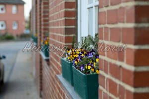 Arzdorf (12) – Blumen auf dem Fensterbrett - ImageShop Online