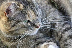 Aufgeweckte Katze - ImageShop Online