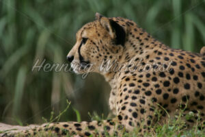 Aufmerksamer Gepard im Zoo - ImageShop