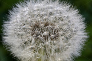 Ausgeblühter Löwenzahn - ImageShop