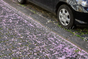 Auto am Strassenrand - ImageShop