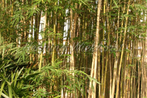 Bambus-Busch - ImageShop