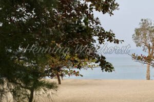 Baum am Strand in Hong Kong - ImageShop
