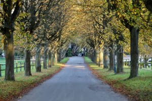 Baumallee zum Reiterhof - ImageShop Online