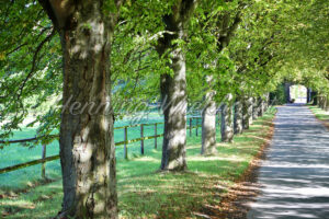 Baumallee zum Sommerende - ImageShop