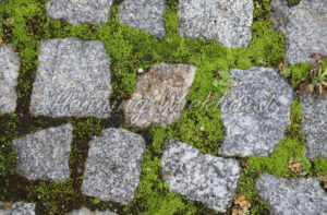 Bemooste Steine - ImageShop