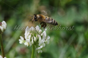 Biene an weißer Blüte - ImageShop