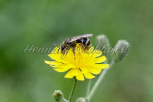 Biene auf gelber Blume - ImageShop