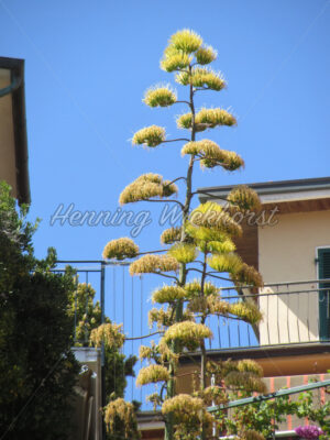 Blühende Algave - ImageShop