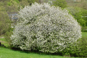 Blühender Busch im Frühling - ImageShop