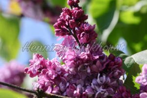 Blühender Kirschbaum - ImageShop Online