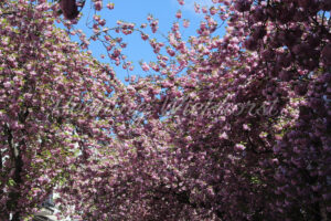 Blühender Kirschbaum im Frühling - ImageShop