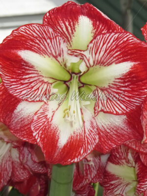 Blüte eines Rittersterns - ImageShop