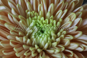 Blumenblüte ganz groß - ImageShop