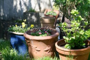 Blumentöpfe im Garten - ImageShop Online