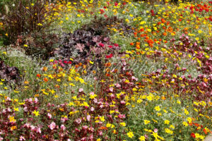 Buntes Blumenbeet - ImageShop