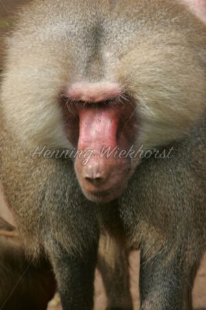 Das Gesicht eines Pavians - ImageShop