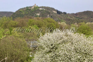 Der Drachenfels hinter dem Rodderberg - ImageShop