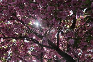 Die Sonne scheint durch einen pinken Kirschbaum - ImageShop