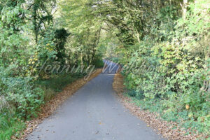 Die Strasse in den Wald - ImageShop