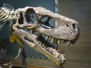 Dinosaurierkopf - ImageShop