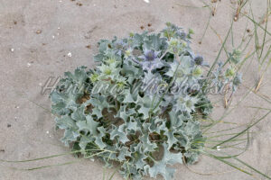 Distel im Sand - ImageShop