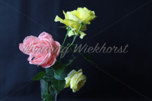 Drei Rosen - ImageShop