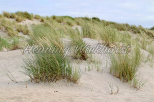 Dünen-Gras im Sand - ImageShop