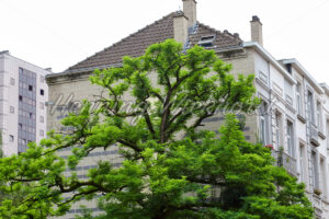 Ein Baum in der Stadt - ImageShop