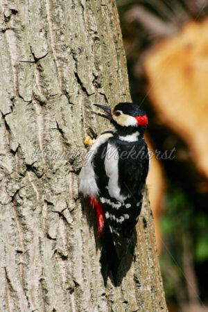 Ein Buntspecht am Baum - ImageShop
