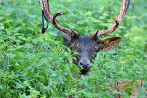 Ein Hirsch im Grünen - ImageShop Online