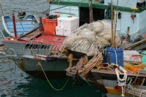 Ein Hund an Bord eines Fisch-Kutters - ImageShop