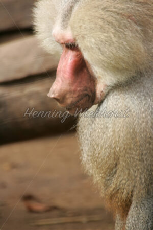 Ein Pavian im Profil - ImageShop