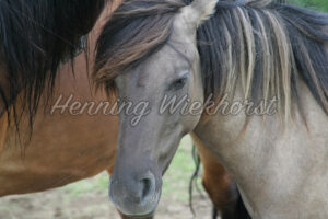 Ein Pferd - ImageShop