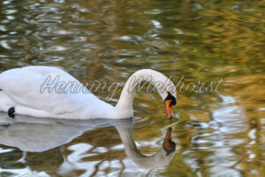 Ein Schwan schaut in den Spiegel - ImageShop