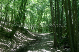 Ein Weg durch den Wald - ImageShop