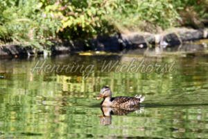 Eine Ente im Teich - ImageShop .Online