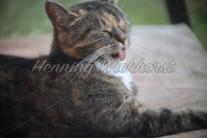 Eine Katze streckt die Zunge raus - ImageShop Online