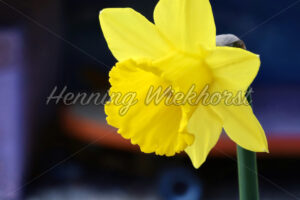 Eine Osterglocke - ImageShop