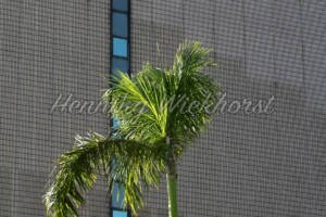 Eine Palme vor einer Fassade in Hong Kong - ImageShop Online
