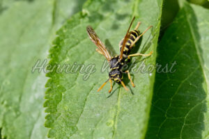 Eine Wespe auf einem Blatt - ImageShop