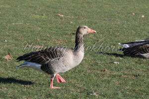 Eine Wildgans auf der Wiese - ImageShop