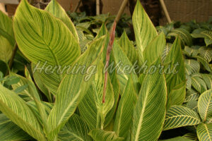 Exotische Blätter - ImageShop