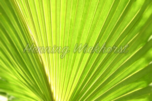 Fächerstruktur von einem Palmenblatt - ImageShop