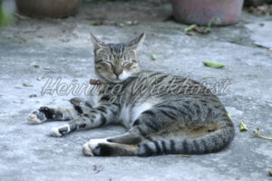 Faule Katze - ImageShop