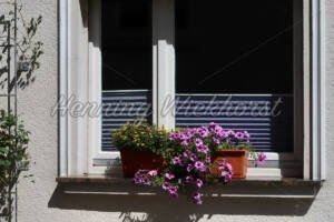 Fenster mit Blumen in Remagen - ImageShop Online