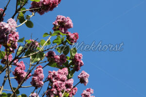 Flieder und blauer Himmel - ImageShop