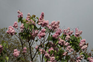 Flieder vor Gewitter-Himmel - ImageShop